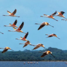Flamingos, foto de Ronaldo Andrade.